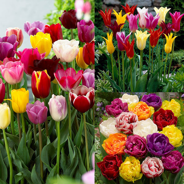 Tulip Bulbs Mixtures Collection Blooms Species Growing Bonsai Roots Rhizomes Corms Tubers Potted Planting Reblooming Fragrant Garden Flower Seeds Plant