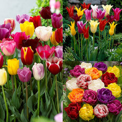 Tulip Bulbs Mixtures Collection Blooms Species Growing Bonsai Roots Rhizomes Corms Tubers Potted Planting Reblooming Fragrant Garden Flower Seeds Plant
