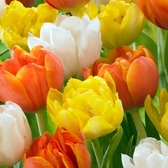 Tulip Bulbs Monte Carlo Blooms Species Growing Bonsai Roots Rhizomes Corms Tubers Potted Planting Reblooming Fragrant Garden Flower Seeds Plant