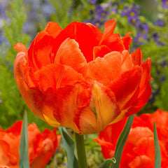 Tulip Bulbs Monte Collection Blooms Species Growing Bonsai Roots Rhizomes Corms Tubers Potted Planting Reblooming Fragrant Garden Flower Seeds Plant