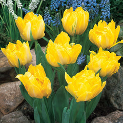 Tulip Bulbs Monte Collection Blooms Species Growing Bonsai Roots Rhizomes Corms Tubers Potted Planting Reblooming Fragrant Garden Flower Seeds Plant