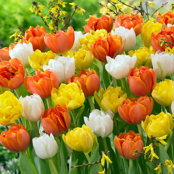 Tulip Bulbs Monte Collection Blooms Species Growing Bonsai Roots Rhizomes Corms Tubers Potted Planting Reblooming Fragrant Garden Flower Seeds Plant