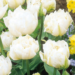 Tulip Bulbs Monte Snow Blooms Species Growing Bonsai Roots Rhizomes Corms Tubers Potted Planting Reblooming Fragrant Garden Flower Seeds Plant