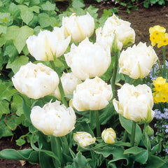 Tulip Bulbs Monte Snow Blooms Species Growing Bonsai Roots Rhizomes Corms Tubers Potted Planting Reblooming Fragrant Garden Flower Seeds Plant