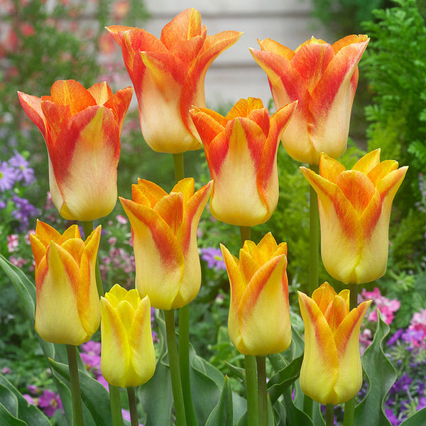 Tulip Bulbs Moonblush Blooms Species Growing Bonsai Roots Rhizomes Corms Tubers Potted Planting Reblooming Fragrant Garden Flower Seeds Plant
