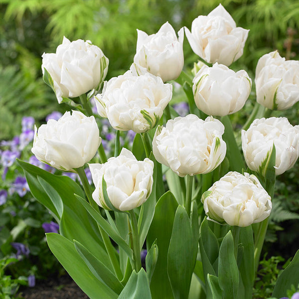 Tulip Bulbs Mount Tacoma Blooms Species Growing Bonsai Roots Rhizomes Corms Tubers Potted Planting Reblooming Fragrant Garden Flower Seeds Plant