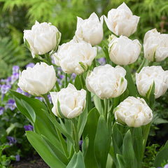 Tulip Bulbs Mount Tacoma Blooms Species Growing Bonsai Roots Rhizomes Corms Tubers Potted Planting Reblooming Fragrant Garden Flower Seeds Plant