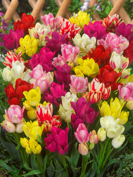 Tulip Bulbs Compact Multi-flower Mixed Blooms Species Growing Bonsai Roots Rhizomes Corms Tubers Potted Planting Reblooming Fragrant Garden Flower Seeds Plant