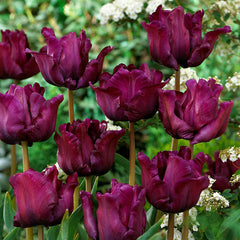Tulip Bulbs Muriel Blooms Species Growing Bonsai Roots Rhizomes Corms Tubers Potted Planting Reblooming Fragrant Garden Flower Seeds Plant - Seedsplant