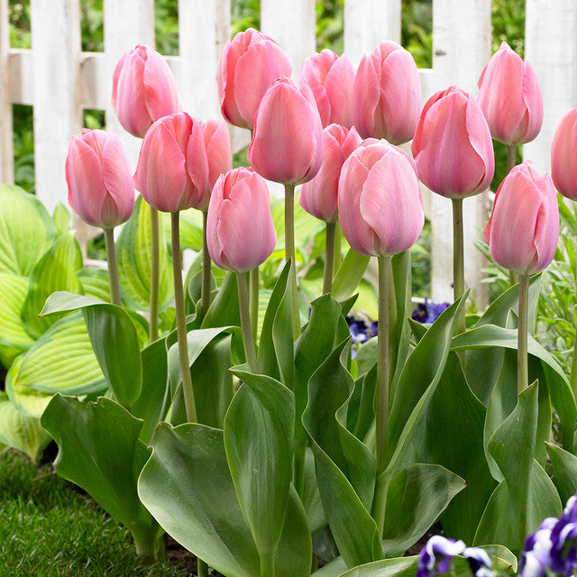 Mystic Van Eijk Tulip Bulbs Blooms Species Growing Bonsai Roots Rhizomes Corms Tubers Potted Planting Reblooming Fragrant Garden Flower Seeds Plant - Seedsplant