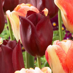 Tulip Bulbs National Velvet Blooms Species Growing Bonsai Roots Rhizomes Corms Tubers Potted Planting Reblooming Fragrant Garden Flower Seeds Plant