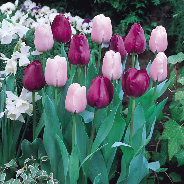 Tulip Bulbs Negrita Blooms Species Growing Bonsai Roots Rhizomes Corms Tubers Potted Planting Reblooming Fragrant Garden Flower Seeds Plant