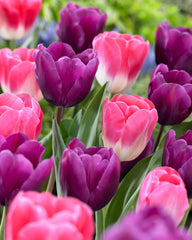 Tulip Bulbs Negrita Blooms Species Growing Bonsai Roots Rhizomes Corms Tubers Potted Planting Reblooming Fragrant Garden Flower Seeds Plant