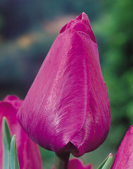Tulip Bulbs Negrita Blooms Species Growing Bonsai Roots Rhizomes Corms Tubers Potted Planting Reblooming Fragrant Garden Flower Seeds Plant