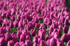 Tulip Bulbs Negrita Blooms Species Growing Bonsai Roots Rhizomes Corms Tubers Potted Planting Reblooming Fragrant Garden Flower Seeds Plant
