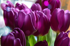 Tulip Bulbs Negrita Blooms Species Growing Bonsai Roots Rhizomes Corms Tubers Potted Planting Reblooming Fragrant Garden Flower Seeds Plant