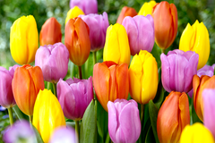 Tulip Bulbs Tequila Sunrise Collection Blooms Species Growing Bonsai Roots Rhizomes Corms Tubers Potted Planting Reblooming Fragrant Garden Flower Seeds Plant