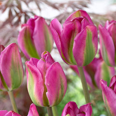 Tulip Bulbs Night Rider Blooms Species Growing Bonsai Roots Rhizomes Corms Tubers Potted Planting Reblooming Fragrant Garden Flower Seeds Plant