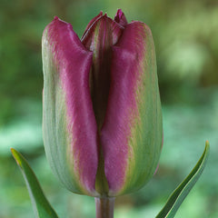 Tulip Bulbs Night Rider Blooms Species Growing Bonsai Roots Rhizomes Corms Tubers Potted Planting Reblooming Fragrant Garden Flower Seeds Plant