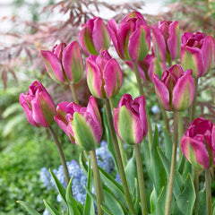 Tulip Bulbs Night Rider Blooms Species Growing Bonsai Roots Rhizomes Corms Tubers Potted Planting Reblooming Fragrant Garden Flower Seeds Plant