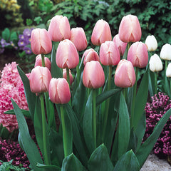 Tulip Bulbs Ollioules Blooms Species Growing Bonsai Roots Rhizomes Corms Tubers Potted Planting Reblooming Fragrant Garden Flower Seeds Plant - Seedsplant