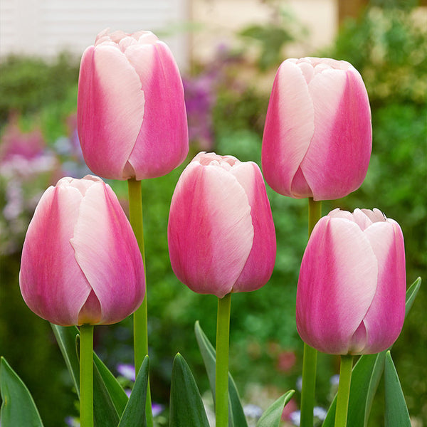 Tulip Bulbs Ollioules Blooms Species Growing Bonsai Roots Rhizomes Corms Tubers Potted Planting Reblooming Fragrant Garden Flower Seeds Plant