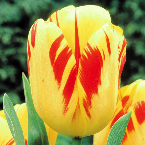 Tulip Bulbs Olympic Flame Blooms Species Growing Bonsai Roots Rhizomes Corms Tubers Potted Planting Reblooming Fragrant Garden Flower Seeds Plant