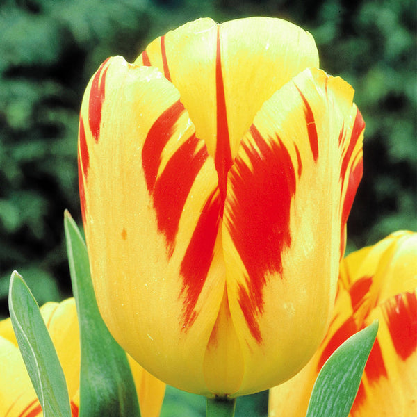 Tulip Olympics Bulbs Blooms Species Growing Bonsai Roots Rhizomes Corms Tubers Potted Planting Reblooming Fragrant Garden Flower Seeds Plant