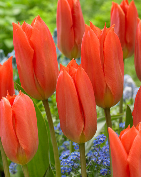 Orange Brilliant Tulip Bulbs Blooms Species Growing Bonsai Roots Rhizomes Corms Tubers Potted Planting Reblooming Fragrant Garden Flower Seeds Plant