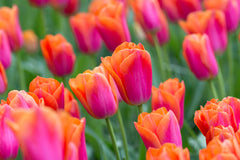 Tulip Bulbs Orange Dynasty Blooms Species Growing Bonsai Roots Rhizomes Corms Tubers Potted Planting Reblooming Fragrant Garden Flower Seeds Plant
