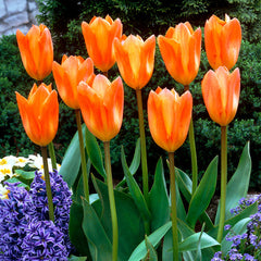 Tulip Bulbs Orange Emperor Blooms Species Growing Bonsai Roots Rhizomes Corms Tubers Potted Planting Reblooming Fragrant Garden Flower Seeds Plant