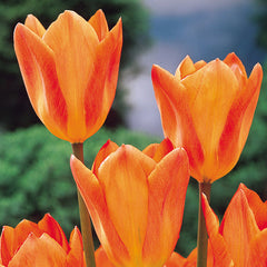 Tulip Bulbs Orange Emperor Blooms Species Growing Bonsai Roots Rhizomes Corms Tubers Potted Planting Reblooming Fragrant Garden Flower Seeds Plant