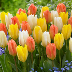 Tulip Bulbs Orange Emperor Blooms Species Growing Bonsai Roots Rhizomes Corms Tubers Potted Planting Reblooming Fragrant Garden Flower Seeds Plant