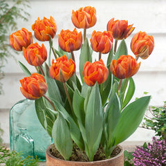 Tulip Bulbs Orange Princess Blooms Species Growing Bonsai Roots Rhizomes Corms Tubers Potted Planting Reblooming Fragrant Garden Flower Seeds Plant - Seedsplant