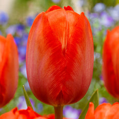 Tulip Bulbs Orange Van Eijk Blooms Species Growing Bonsai Roots Rhizomes Corms Tubers Potted Planting Reblooming Fragrant Garden Flower Seeds Plant - Seedsplant