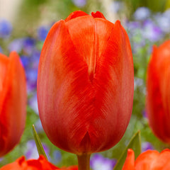 Van Eijk Tulip Bulbs Blooms Species Growing Bonsai Roots Rhizomes Corms Tubers Potted Planting Reblooming Fragrant Garden Flower Seeds Plant