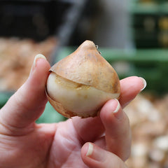 Van Eijk Tulip Bulbs Blooms Species Growing Bonsai Roots Rhizomes Corms Tubers Potted Planting Reblooming Fragrant Garden Flower Seeds Plant
