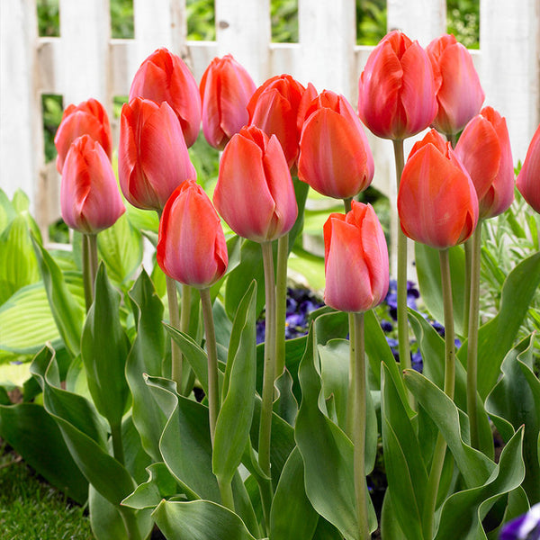Van Eijk Tulip Bulbs Blooms Species Growing Bonsai Roots Rhizomes Corms Tubers Potted Planting Reblooming Fragrant Garden Flower Seeds Plant