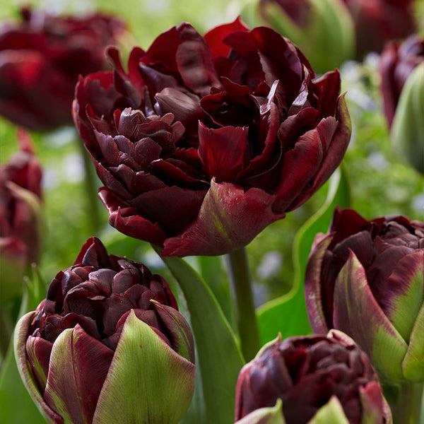 Tulip Bulbs Palmyra Blooms Species Growing Bonsai Roots Rhizomes Corms Tubers Potted Planting Reblooming Fragrant Garden Flower Seeds Plant