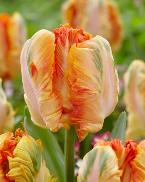 Tulip Bulbs Parrot King Blooms Species Growing Bonsai Roots Rhizomes Corms Tubers Potted Planting Reblooming Fragrant Garden Flower Seeds Plant