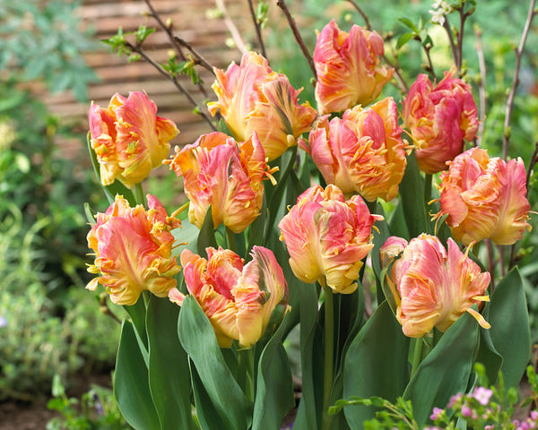 Tulip Bulbs Parrot Lady Blooms Species Growing Bonsai Roots Rhizomes Corms Tubers Potted Planting Reblooming Fragrant Garden Flower Seeds Plant
