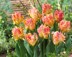 Tulip Bulbs Parrot Lady Blooms Species Growing Bonsai Roots Rhizomes Corms Tubers Potted Planting Reblooming Fragrant Garden Flower Seeds Plant