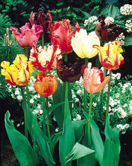 Parrot Tulips Mixed Bulbs Blooms Species Growing Bonsai Roots Rhizomes Corms Tubers Potted Planting Reblooming Fragrant Garden Flower Seeds Plant