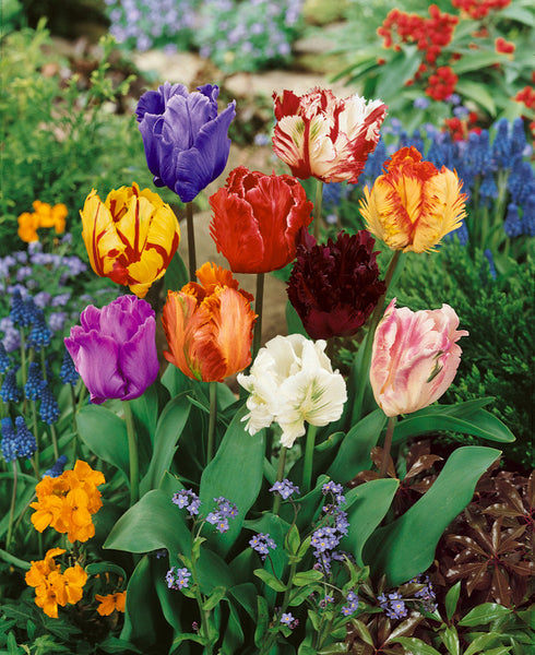 Parrot Tulips Mixed Bulbs Blooms Species Growing Bonsai Roots Rhizomes Corms Tubers Potted Planting Reblooming Fragrant Garden Flower Seeds Plant