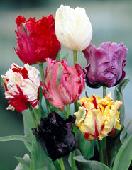 Parrot Tulips Mixed Bulbs Blooms Species Growing Bonsai Roots Rhizomes Corms Tubers Potted Planting Reblooming Fragrant Garden Flower Seeds Plant
