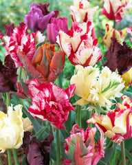 Parrot Tulips Mixed Bulbs Blooms Species Growing Bonsai Roots Rhizomes Corms Tubers Potted Planting Reblooming Fragrant Garden Flower Seeds Plant