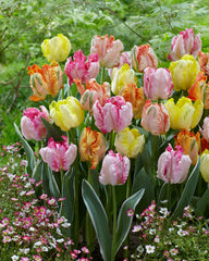 Parrot Tulips Mixed Bulbs Blooms Species Growing Bonsai Roots Rhizomes Corms Tubers Potted Planting Reblooming Fragrant Garden Flower Seeds Plant