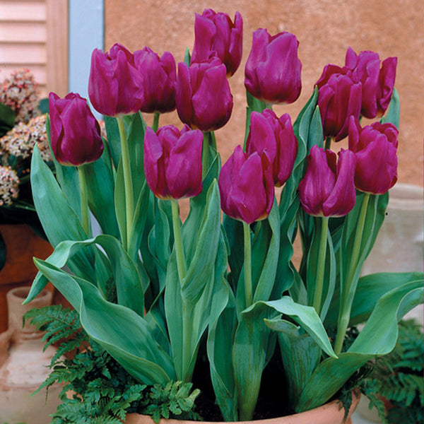 Tulip Bulbs Passionale Blooms Species Growing Bonsai Roots Rhizomes Corms Tubers Potted Planting Reblooming Fragrant Garden Flower Seeds Plant