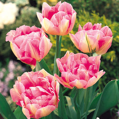Tulip Bulbs Peach Blossom Blooms Species Growing Bonsai Roots Rhizomes Corms Tubers Potted Planting Reblooming Fragrant Garden Flower Seeds Plant