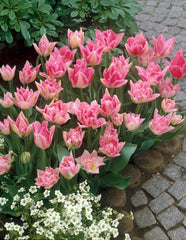 Tulip Bulbs Peach Blossom Blooms Species Growing Bonsai Roots Rhizomes Corms Tubers Potted Planting Reblooming Fragrant Garden Flower Seeds Plant